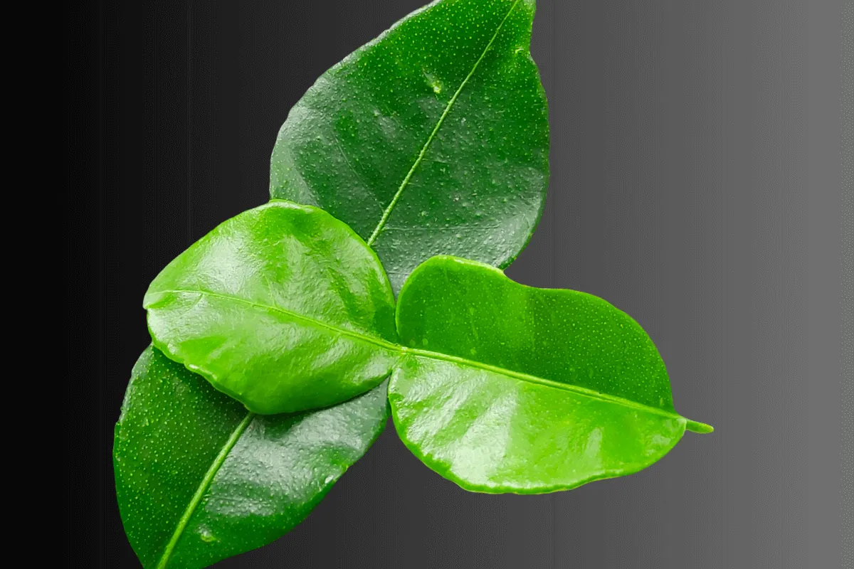 Lemon leaf 3