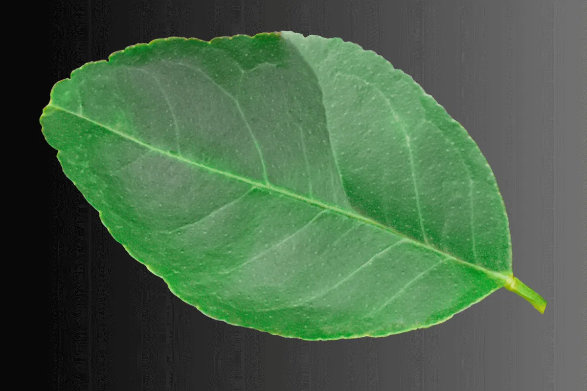 Lemon leaf