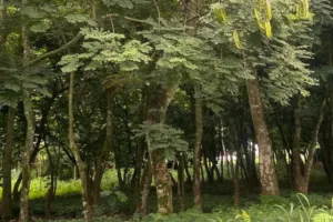 Uyayak tree