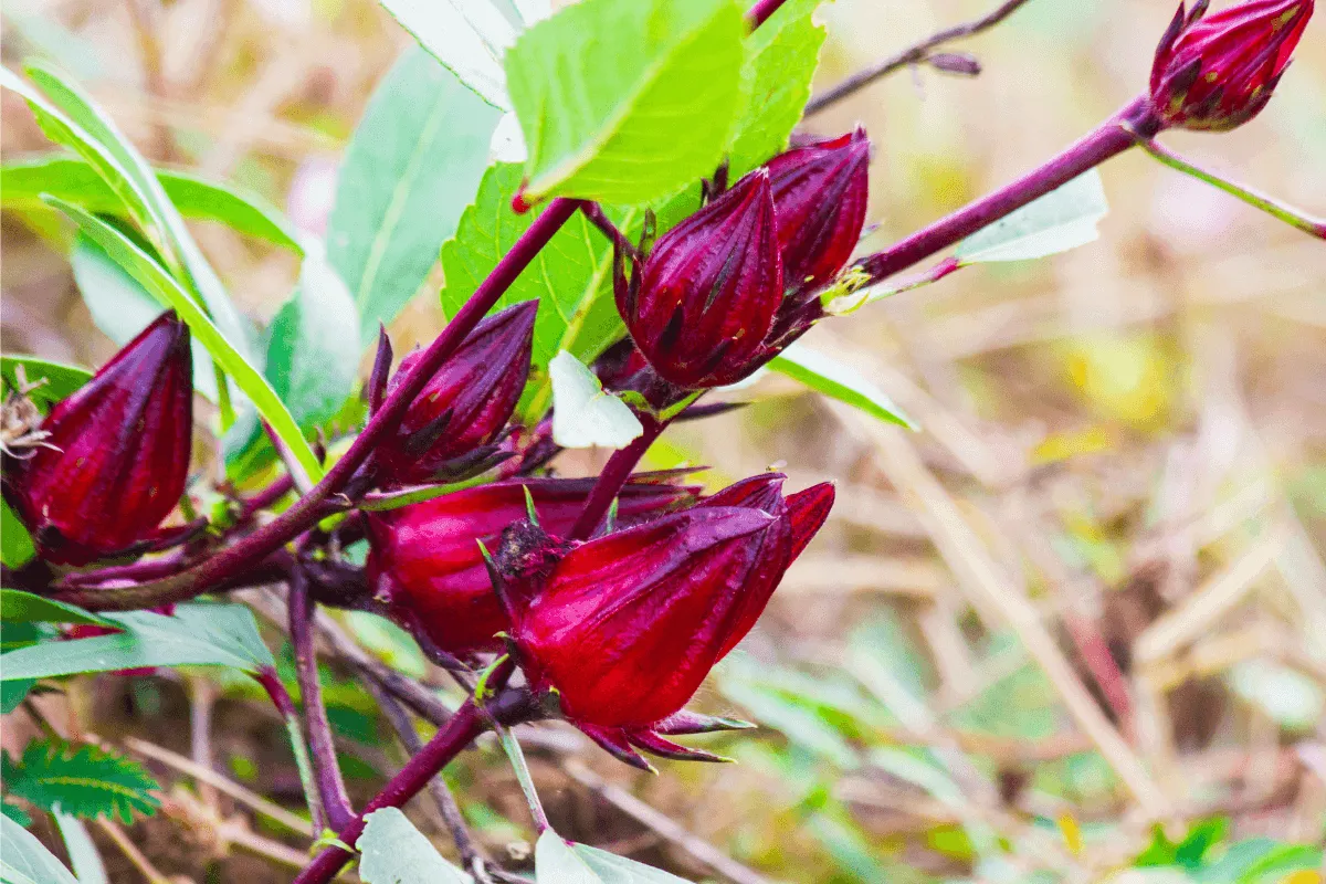 Sorrel Hibiscus