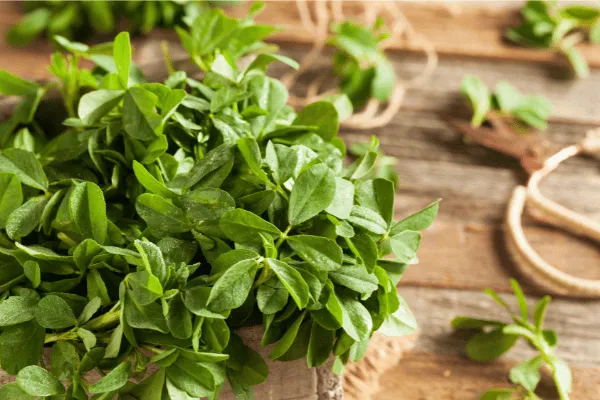 fenugreek leaves 3