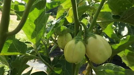 Garden Egg Leaves