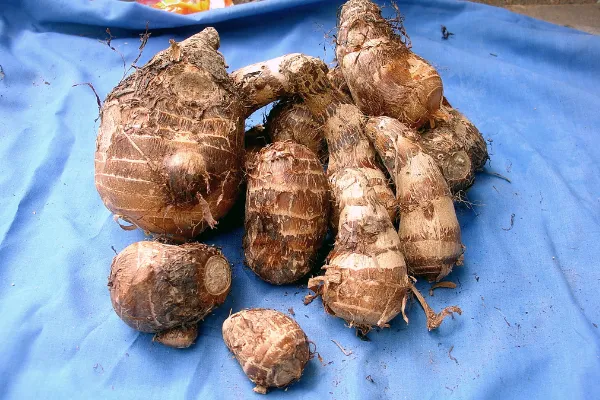 Tuber Vegetables